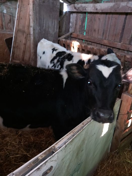 De vânzare doi taurasi