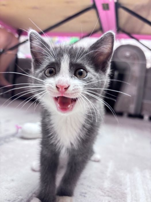 Отдам даром котенка