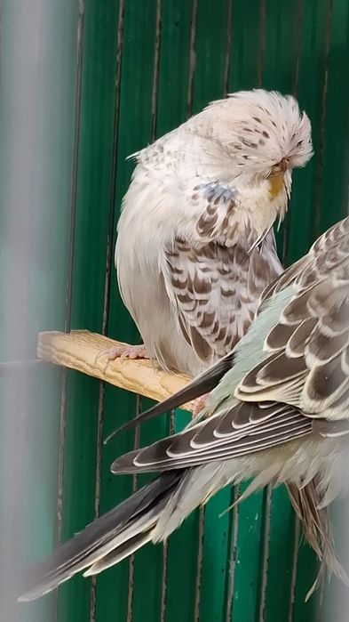 Ръчнохранен социален вълнист изложбен папагал