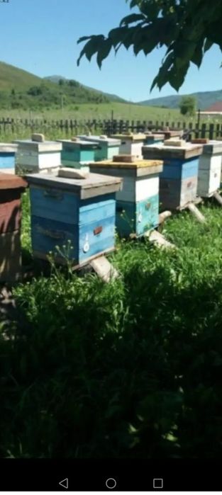 Продам Пчелотара