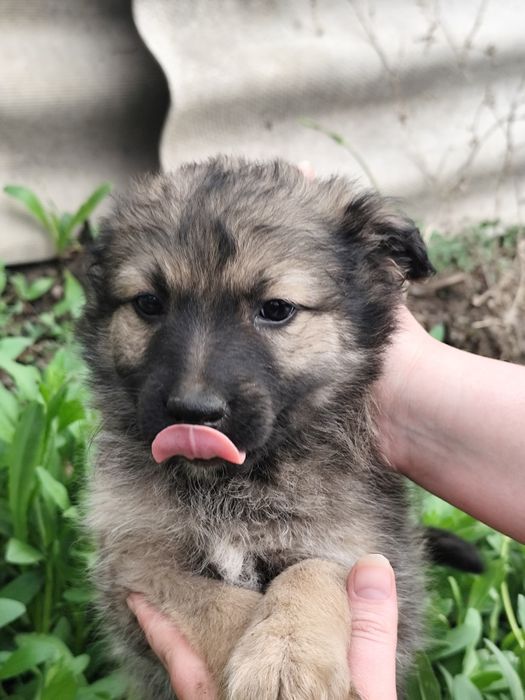Щенок мальчик пёс собака ищет дом