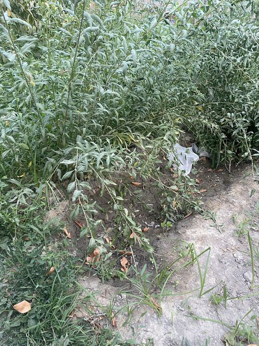 это самый лучший размер 1,50  двух годичный.