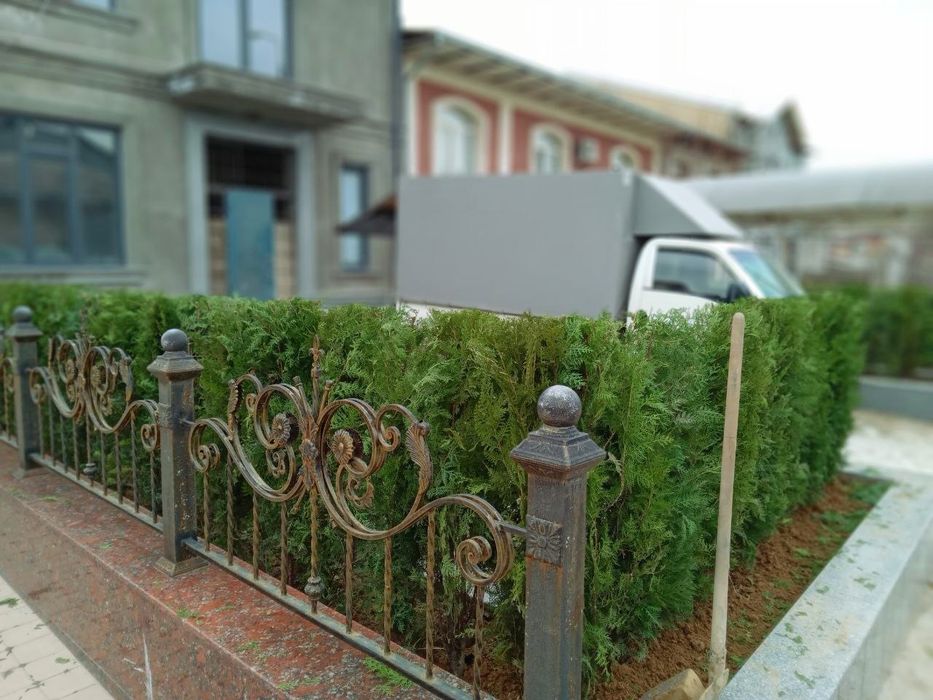 Сасна. Туя зелёный забор учун Можовелник , хлма хил турда.