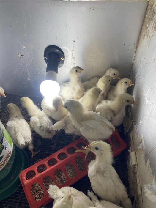 Балапандар кучин адлер