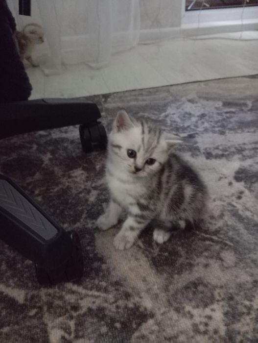 Чистокровные котята