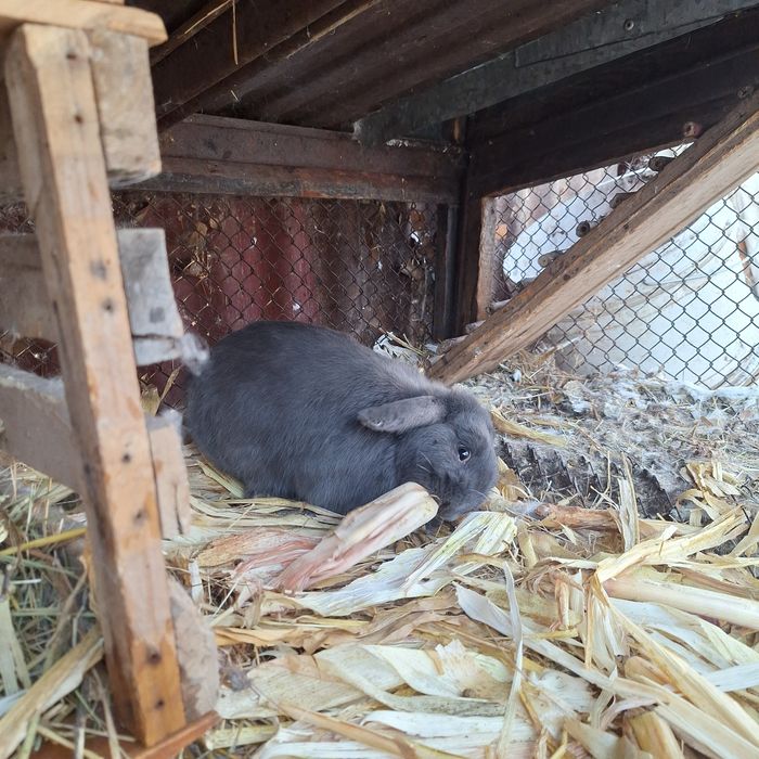 Продаю кролика декоративного