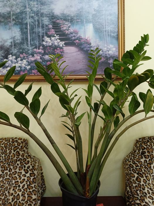 Денежное дерево, замиокулькас