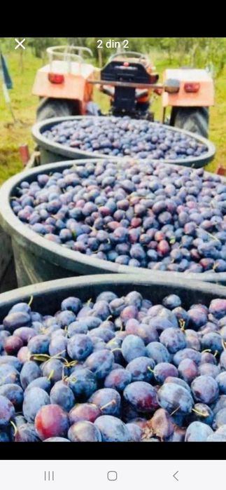 Prune naturale pentru țuică – aromă autentică și producție bogată