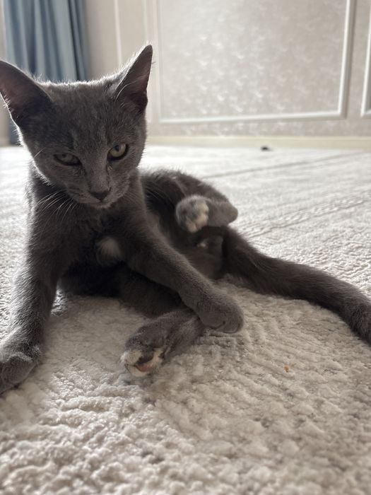 Пристраивается КОТ
