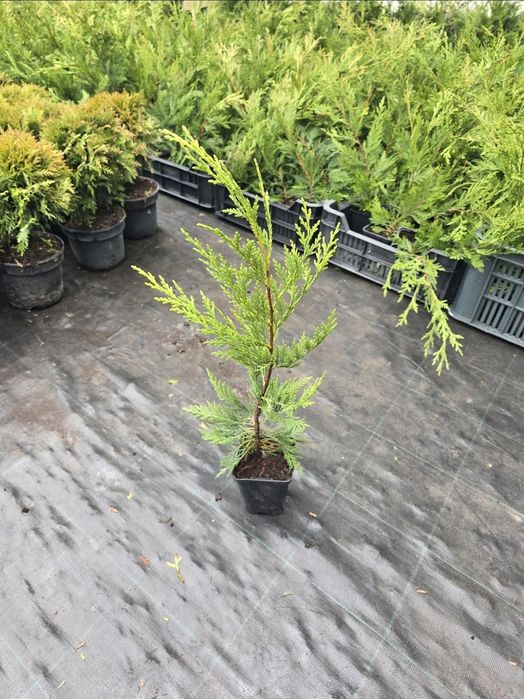 Chiparos Leylandii 40-50cm verde profund