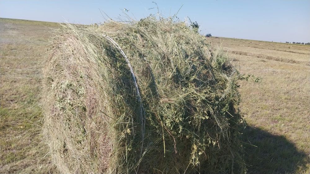 Шөп сатылады пресс145