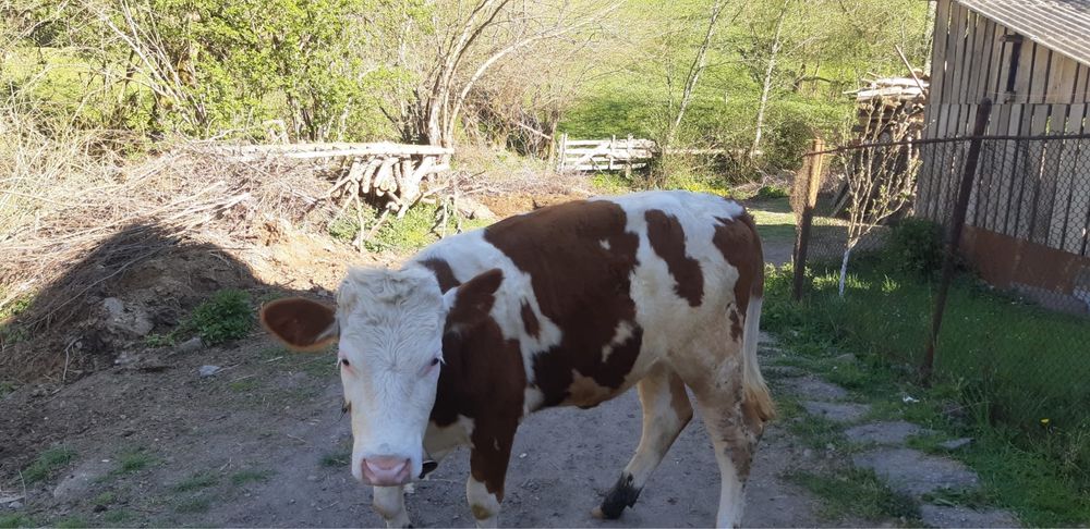 Vând vițea de 10 luni bălțată românească