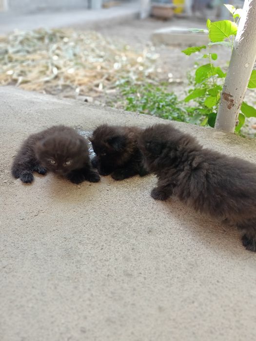 Вислоухие котята