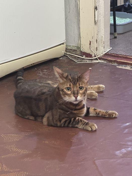 Продам бенгальского кота