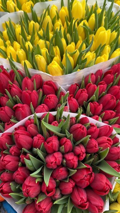 Тюльпаны Голландские Оптом