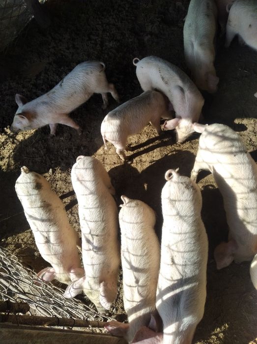 Продам поросят два месяца 18 штук