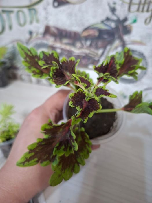 Продам цветы колеусы