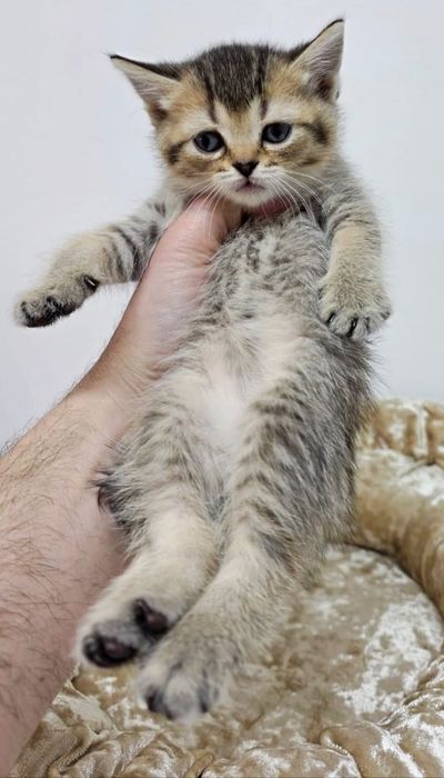 кошечКиШотЛандСкие