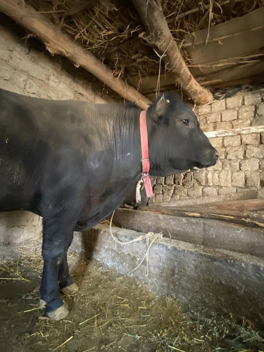 Angus va mesni mollar sotiladi