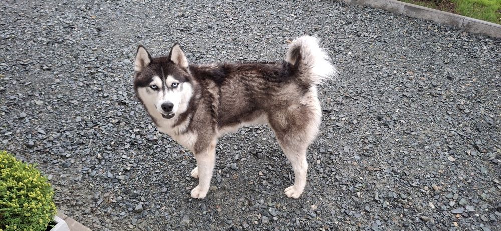 Donez Husky-Deva