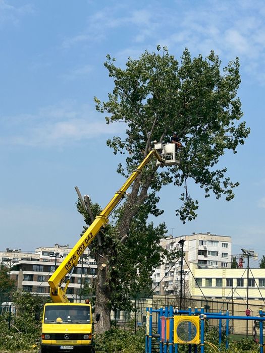 Рязане на опасни дървета и почистване на дворове