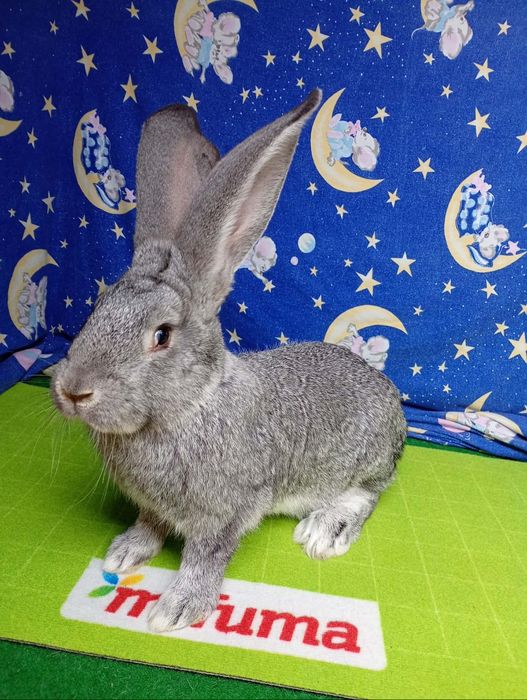 Iepuri uriaș german