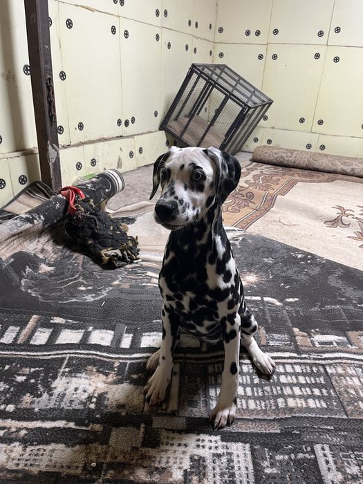 Продаю щенков далматинцев