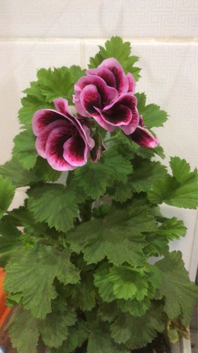 Продам пиларгонии(герань)
