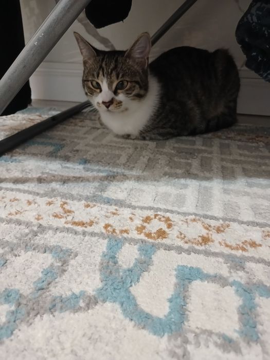 Кошка отдам в хорошие руки