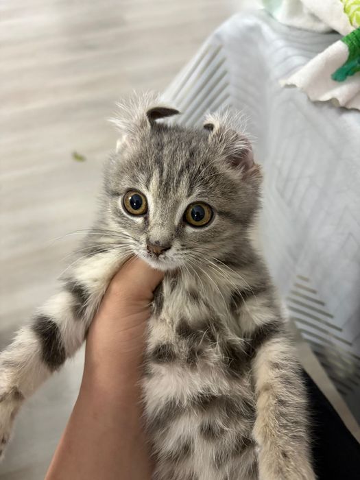 Кошка британский