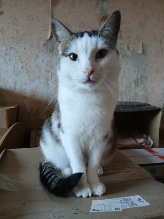 Отдам котика Штефана