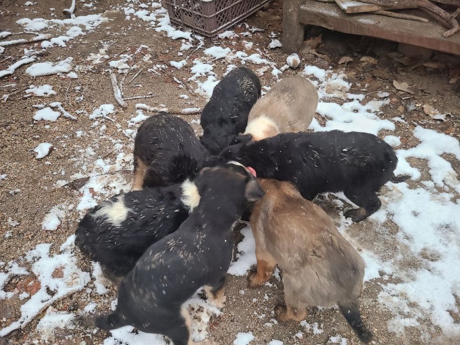 Щенки бесплатно  в добрые руки