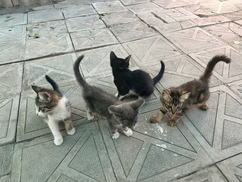 Котята даром в добрые руки