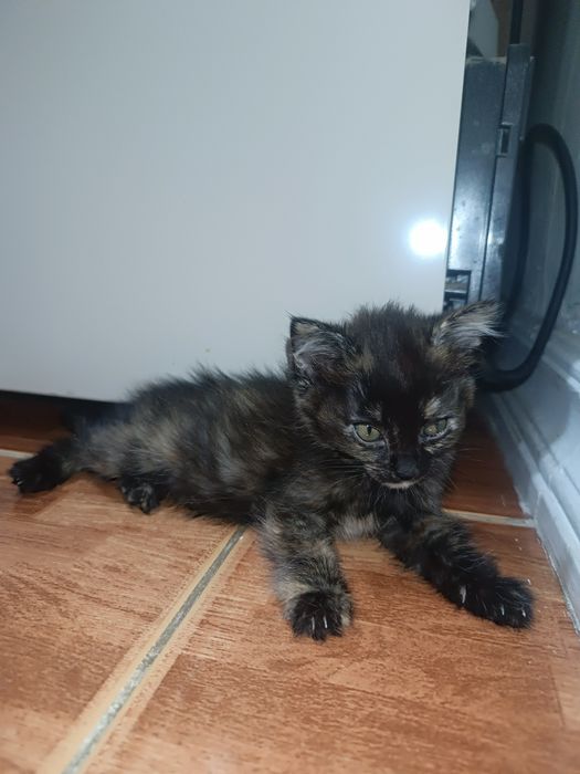 Очаровательные котята: 2 месяца — 2 мальчика и 1 девочка!

Ласковые, и