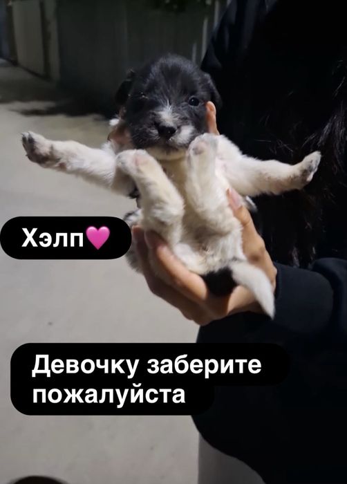 Отдам в хорошие руки щенка