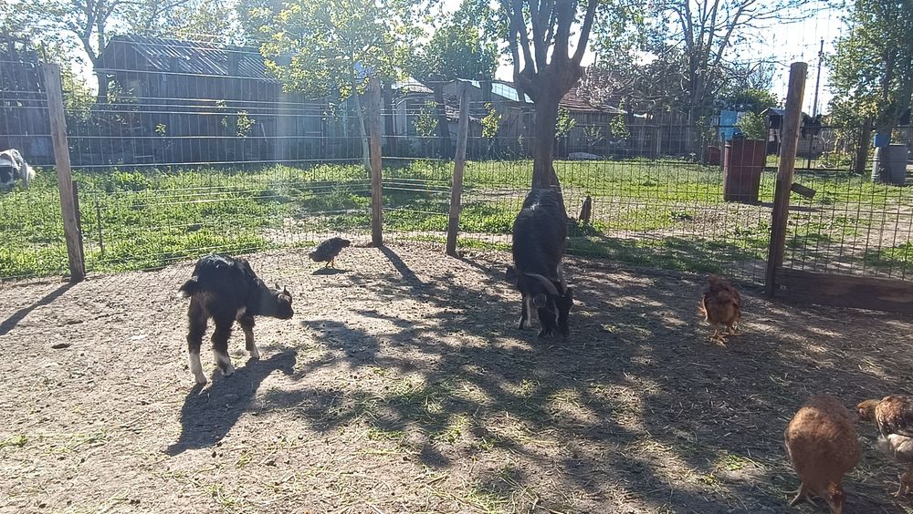 4 capre tinere cu iezi și 1 țap