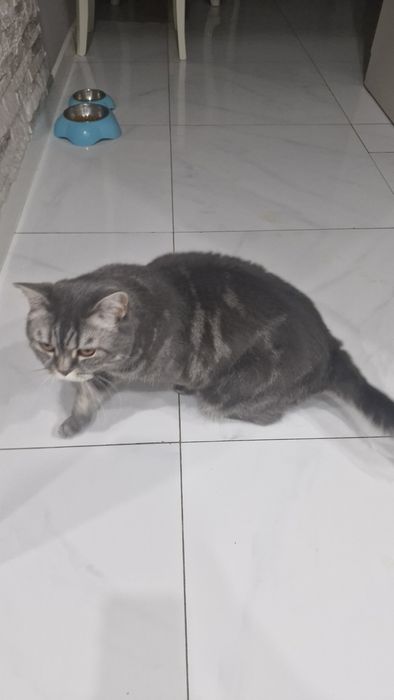 Отдам бесплатно, Шотландский кот