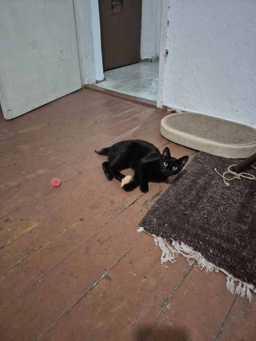 Подарявам котенце