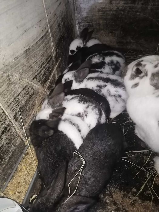 Свободни зайчета