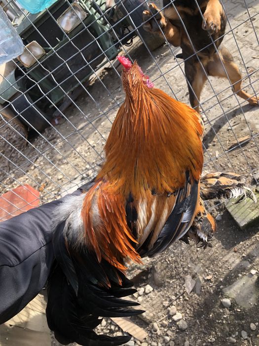 Vand 2 cocosi pheonix si 1 pitic