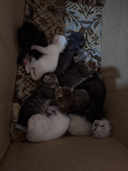 Счастье, которое точно не даст заскучать
