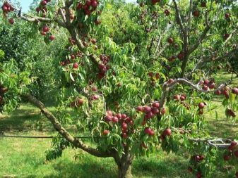 Pomi Fructiferi Străvechi glia Strămoșească (Nectarin)
