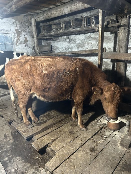 Корова стельная