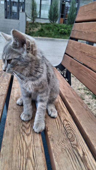 отдаю котенка в добрые руки