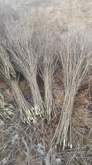 Продается метелка из карагайника!