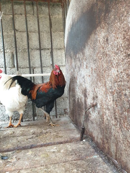 Домашний Хороз сотилади