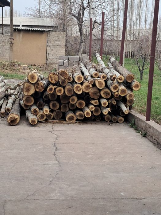 Terak sotiladi tayyor 4- 4.5 metr qilib kesib qoyilgan