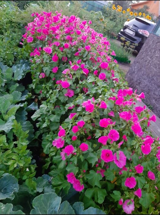 Продам дачу общество ,,Легенда,, оз.Пёстрое