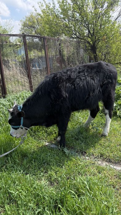 Буха сатылады.