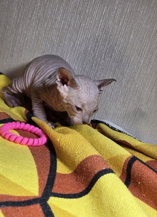 Крупный котик голубоглазик